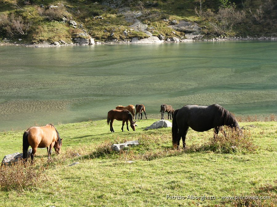 IMG_0496.JPG - Cavalli presso il lago del Gleno.